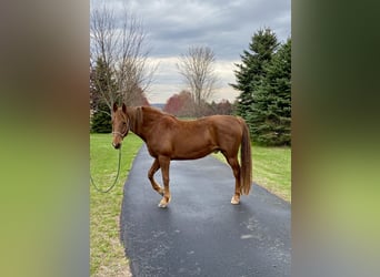 Americano da Sella, Castrone, 11 Anni, 163 cm, Sauro ciliegia
