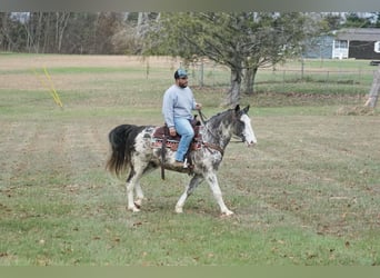 Americano da Sella, Castrone, 13 Anni, 150 cm, Roano blu