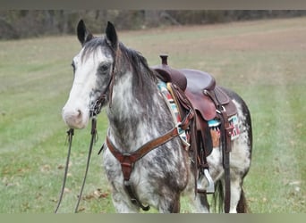 Americano da Sella, Castrone, 13 Anni, 150 cm, Roano blu