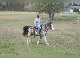 Americano da Sella, Castrone, 14 Anni, 142 cm, Roano blu