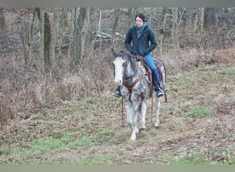 Americano da Sella, Castrone, 14 Anni, 142 cm, Roano blu