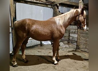 Americano da Sella Mix, Castrone, 3 Anni, 152 cm, Sauro ciliegia