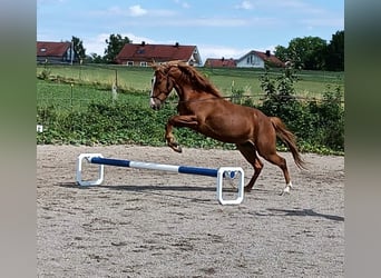 Americano da Sella Mix, Castrone, 5 Anni, 150 cm, Sauro