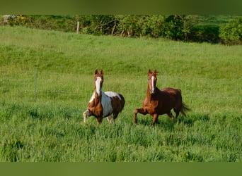 Americano da Sella, Castrone, 6 Anni, 165 cm, Sauro