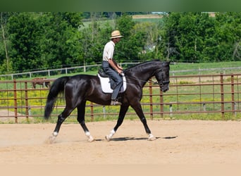 Americano da Sella Mix, Castrone, 6 Anni, Morello