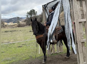 Americano da Sella, Castrone, 9 Anni, 150 cm, Baio ciliegia