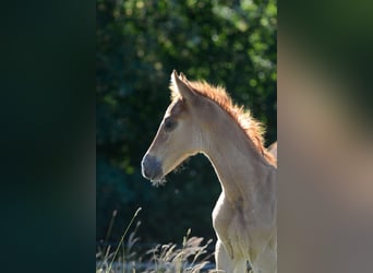 Americano da Sella, Giumenta, 2 Anni, 162 cm, Sauro