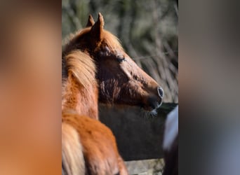 Americano da Sella, Giumenta, 3 Anni, 162 cm, Sauro