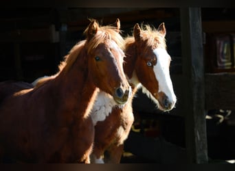 Americano da Sella, Giumenta, 3 Anni, 162 cm, Sauro