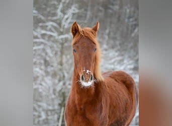 Americano da Sella, Giumenta, 3 Anni, 162 cm, Sauro