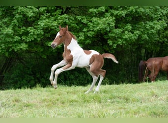 Americano da Sella, Stallone, 1 Anno, 165 cm, Pezzato