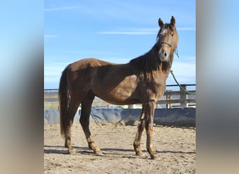 Americano da Sella Mix, Stallone, 3 Anni, 146 cm, Può diventare grigio