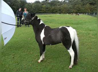 Amerikaans minipaard, Hengst, 10 Jaar, 75 cm, Overo-alle-kleuren