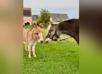 American Miniature Horse, Hengst, 10 Jahre, 95 cm