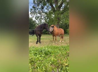 Amerikaans minipaard, Hengst, 11 Jaar