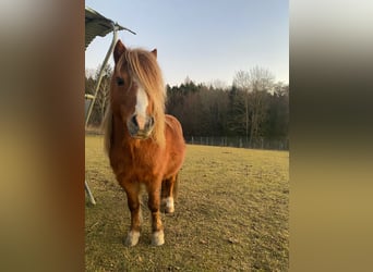 Amerikaans minipaard Mix, Hengst, 13 Jaar, Vos