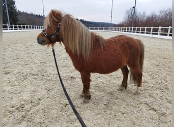 Amerikaans minipaard Mix, Hengst, 13 Jaar, Vos