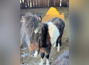 Amerikaans minipaard, Hengst, 18 Jaar, 86 cm, Gevlekt-paard