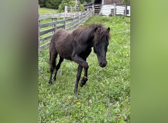 Amerikaans minipaard, Hengst, 1 Jaar, 105 cm, Zwart