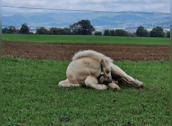 Amerikaans minipaard, Hengst, 1 Jaar, 81 cm, Palomino