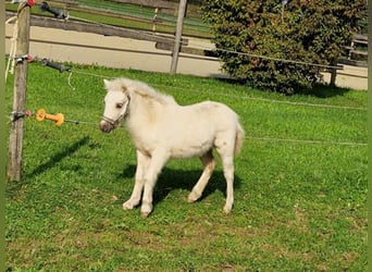 Amerikaans minipaard, Hengst, 1 Jaar, 81 cm, Palomino