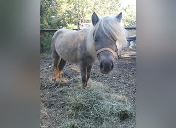 Amerikaans minipaard, Hengst, 1 Jaar, 81 cm, Palomino