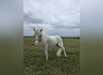 Amerikaans minipaard, Hengst, 1 Jaar, 82 cm