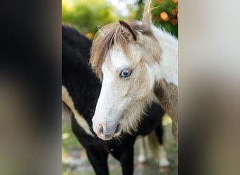 Amerikaans minipaard, Hengst, 1 Jaar, 82 cm, Tovereo-alle-kleuren