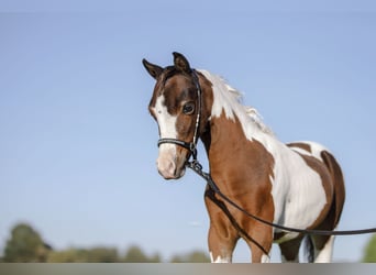Amerikaans minipaard, Hengst, 1 Jaar, 83 cm, Gevlekt-paard