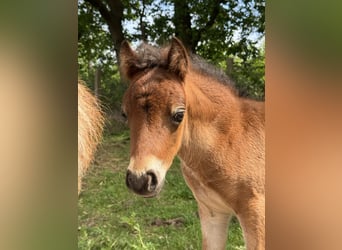 Amerikaans minipaard, Hengst, 1 Jaar, 85 cm