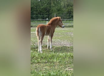Amerikaans minipaard, Hengst, 1 Jaar, 85 cm