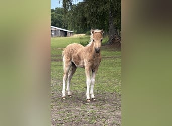 Amerikaans minipaard, Hengst, 1 Jaar, 85 cm