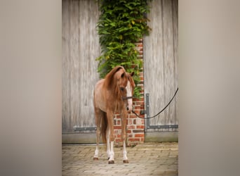 Amerikaans minipaard, Hengst, 1 Jaar, 90 cm, Sabino