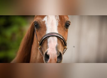 Amerikaans minipaard, Hengst, 1 Jaar, 90 cm, Sabino