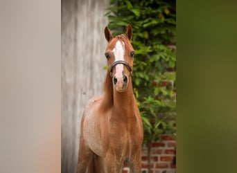 Amerikaans minipaard, Hengst, 1 Jaar, 90 cm, Sabino