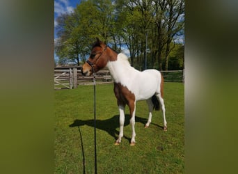 Amerikaans minipaard, Hengst, 1 Jaar, Gevlekt-paard