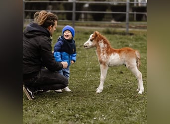 Amerikaans minipaard, Hengst, 1 Jaar, Overo-alle-kleuren