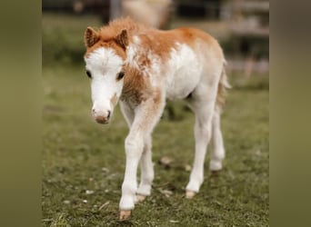 Amerikaans minipaard, Hengst, 1 Jaar, Overo-alle-kleuren