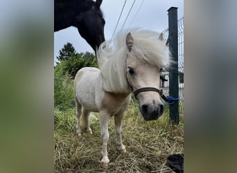 Amerikaans minipaard, Hengst, 2 Jaar, 83 cm, Tobiano-alle-kleuren