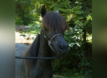 Amerikaans minipaard, Hengst, 2 Jaar, 90 cm, Schimmel