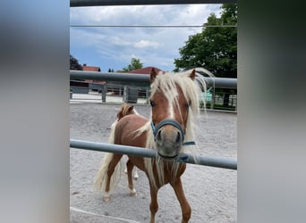 Amerikaans minipaard, Hengst, 2 Jaar, 95 cm, Vos