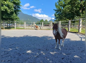 Amerikaans minipaard, Hengst, 2 Jaar, 95 cm, Vos