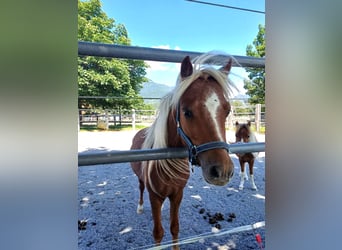 Amerikaans minipaard, Hengst, 2 Jaar, 95 cm, Vos