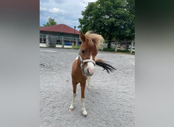 Amerikaans minipaard, Hengst, 2 Jaar, 95 cm, Vos