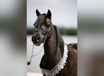 Amerikaans minipaard, Hengst, 2 Jaar, Appaloosa