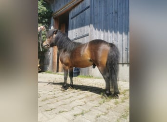 Amerikaans minipaard, Hengst, 4 Jaar, 80 cm, Brauner