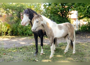 Amerikaans minipaard, Hengst, 4 Jaar, 92 cm, Zwart
