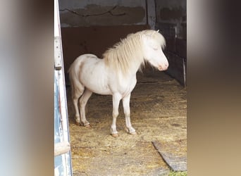 Amerikaans minipaard, Hengst, 4 Jaar, Cremello