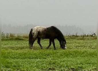 Amerikaans minipaard, Hengst, 4 Jaar, Gevlekt-paard
