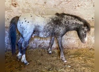 Amerikaans minipaard, Hengst, 4 Jaar, Gevlekt-paard